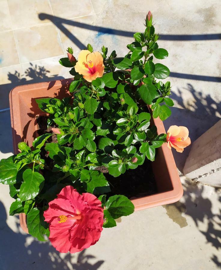 فندق Coccinella ساباوديا المظهر الخارجي الصورة